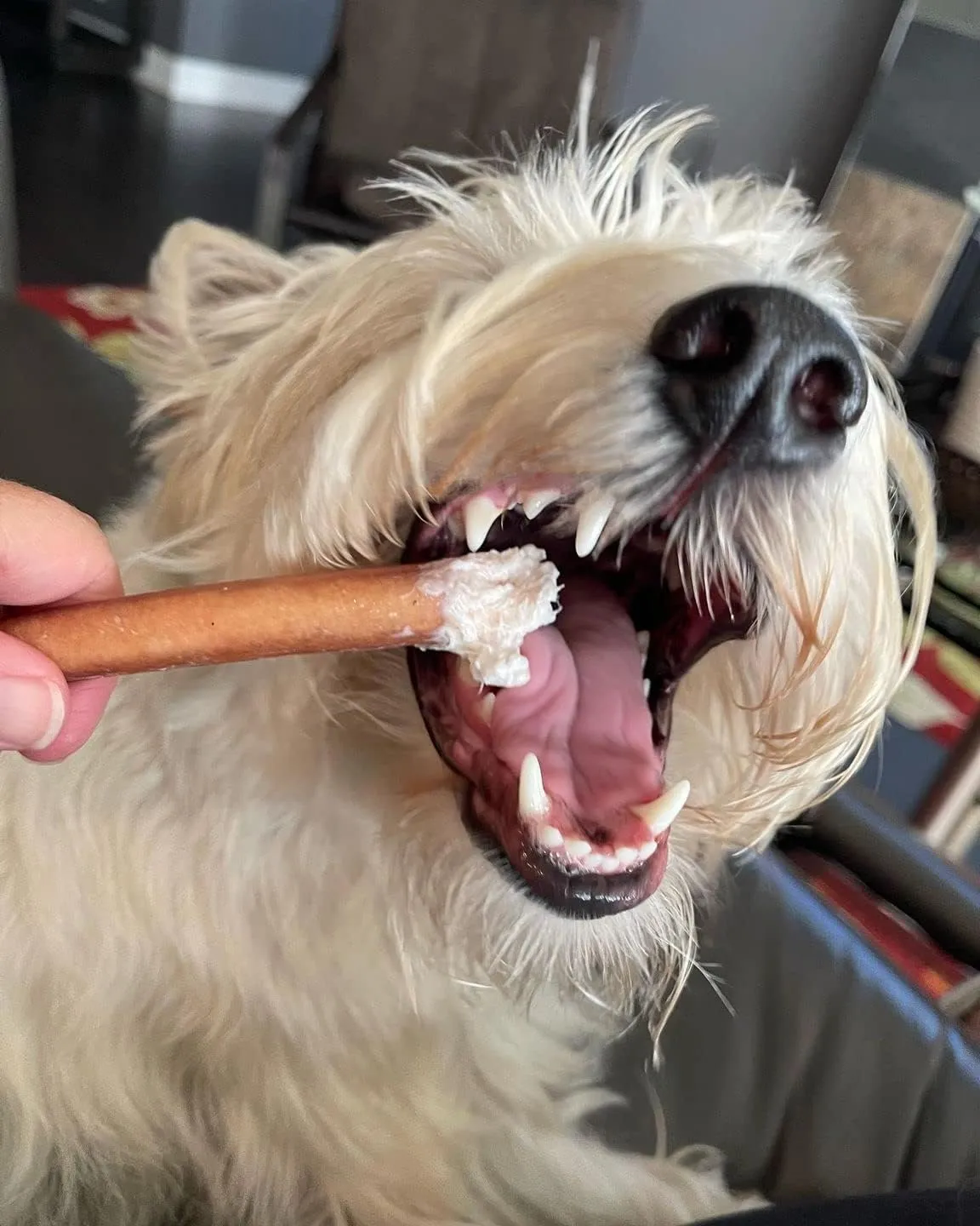 Bully Bunches Premium 6 Inch Standard Odor-Free Bully Sticks for Small to Medium Dogs & Puppies - Long Lasting Chews for Oral Care - All Natural, 100% Beef Dog Treats, Rawhide Free (5 Pack)