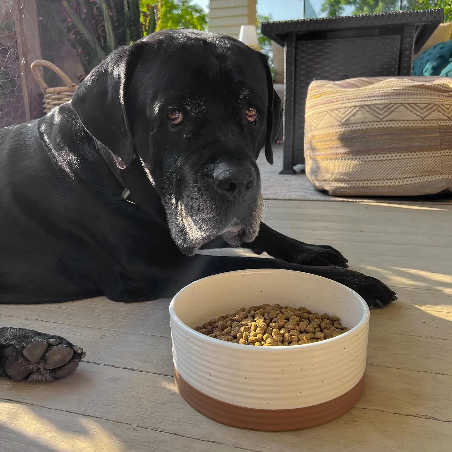 Mora Ceramic Pet Bowl - Large Food/Water Dish for Large Dogs, Cats, Great Dane, Mastiff - 50oz or 8 Cups - Basic Bowls - Vanilla White