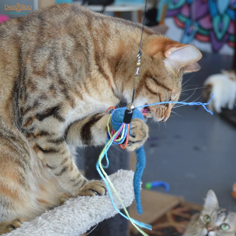 Teaser Wand Cat Toy with Worm Lure by Dezi & Roo