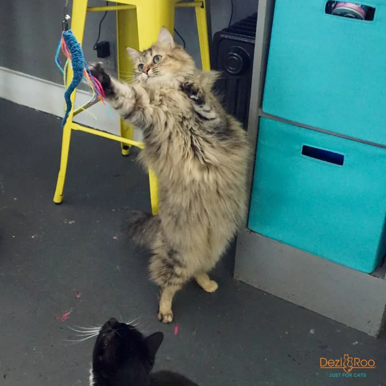 Teaser Wand Cat Toy with Worm Lure by Dezi & Roo
