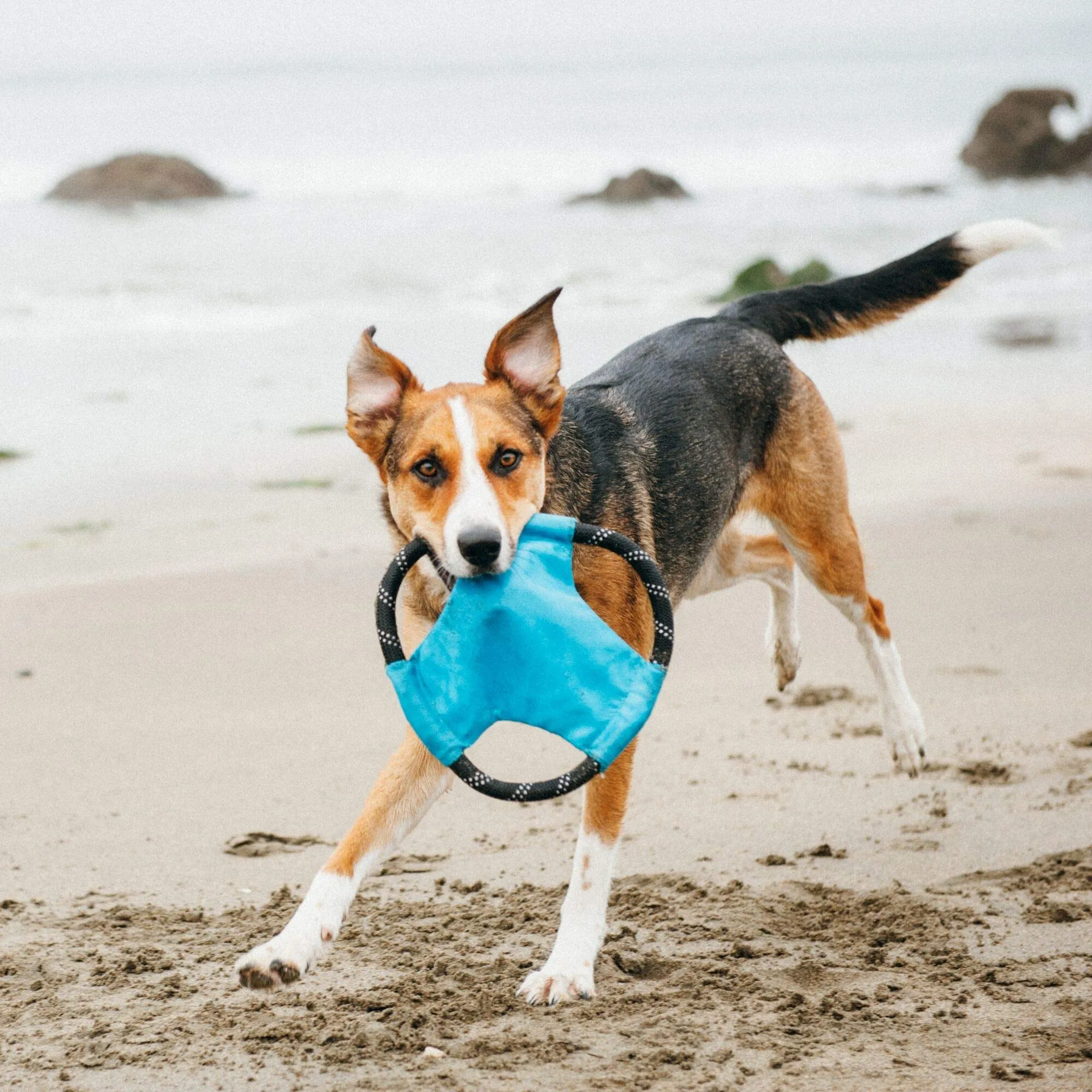 Zippy Paws Rope Gliderz Frisbee Fetch Nylon and Rope Dog Toy - Blue - Medium